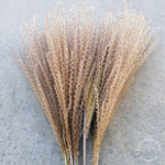Reed Pampas Grass, Miscanthus - Natural Brown