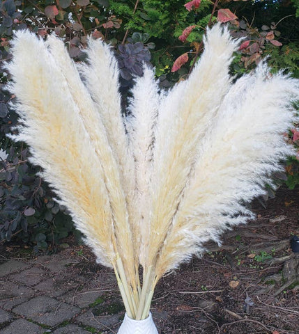 X-Large Pampas Grass, Dried, Fluffy Plumes - Natural Beige