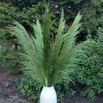 Silky Large Pampas (3ft) - Emerald Green